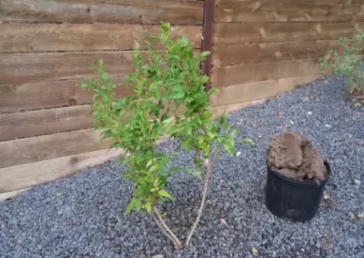 Garden Landscaping